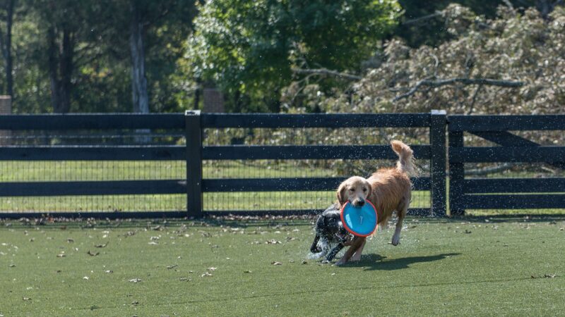 Friendsville Animal Center - Friendsville, TN