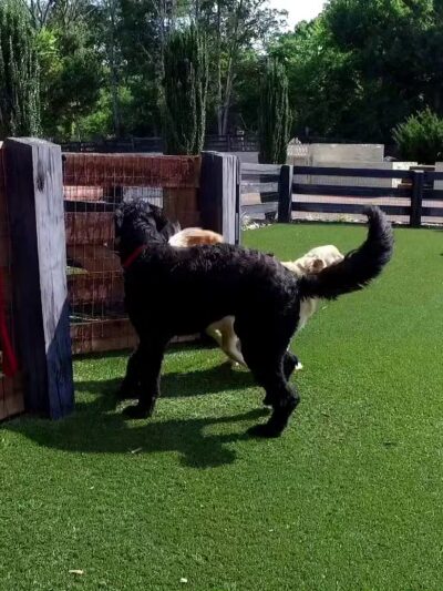 Friendsville Animal Center - Friendsville, TN