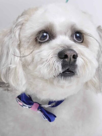 Friendsville Animal Center - Friendsville, TN