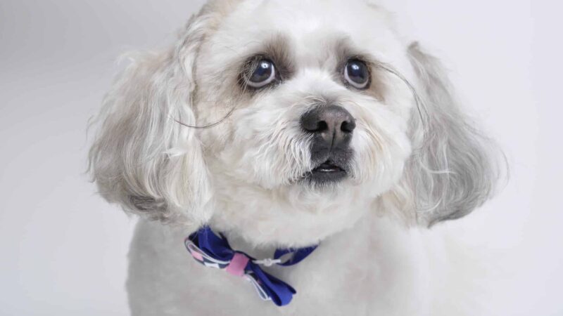 Friendsville Animal Center - Friendsville, TN