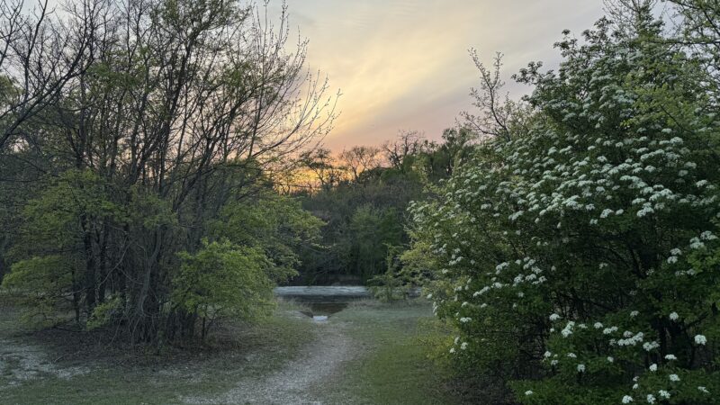 Caddo Trail - Frisco, TX