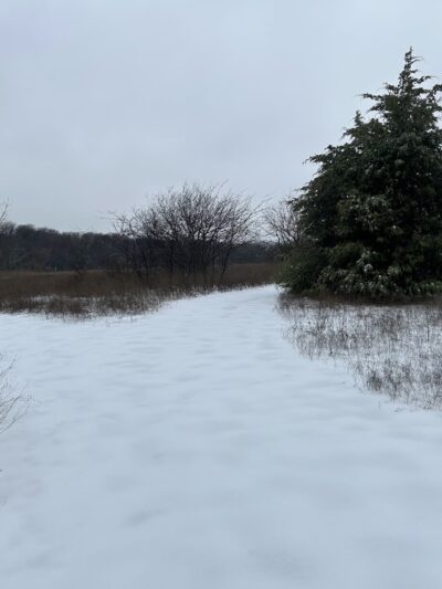 Frisco Commons Park Meadow - Frisco, TX