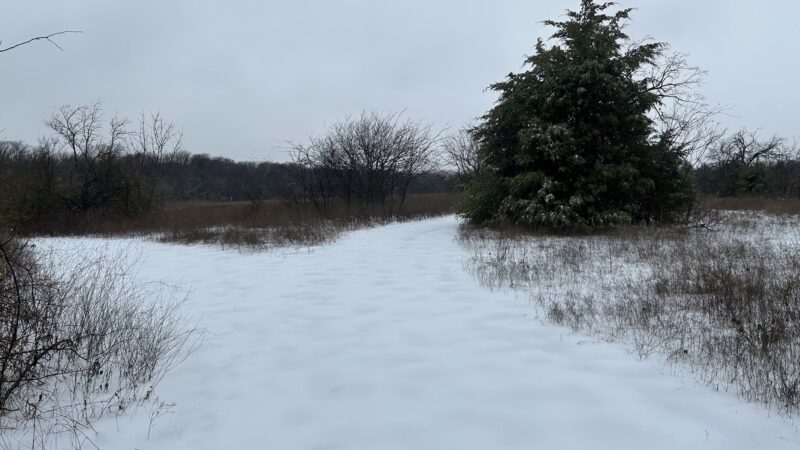 Frisco Commons Park Meadow - Frisco, TX