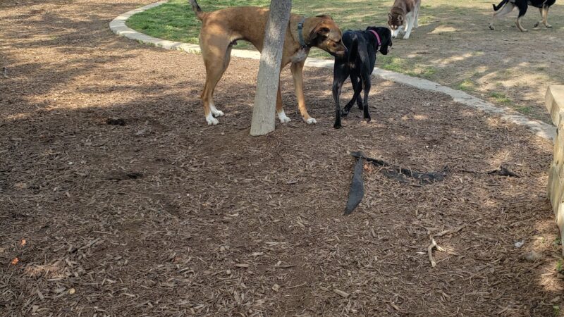 Ruff Range Dog Park - Frisco, TX
