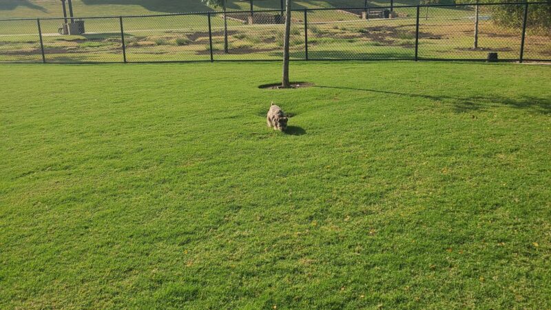Wood Family Dog Park - Frisco, TX
