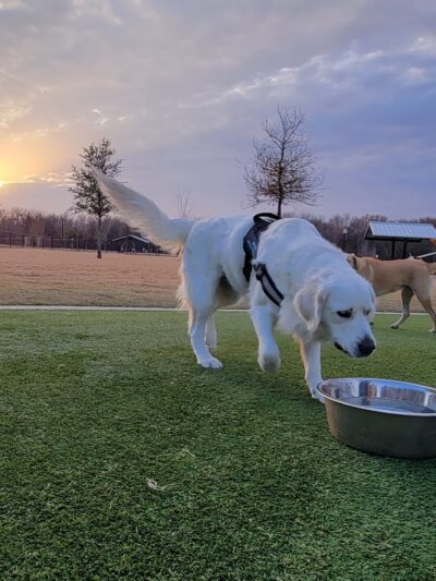 Wood Family Dog Park - Frisco, TX