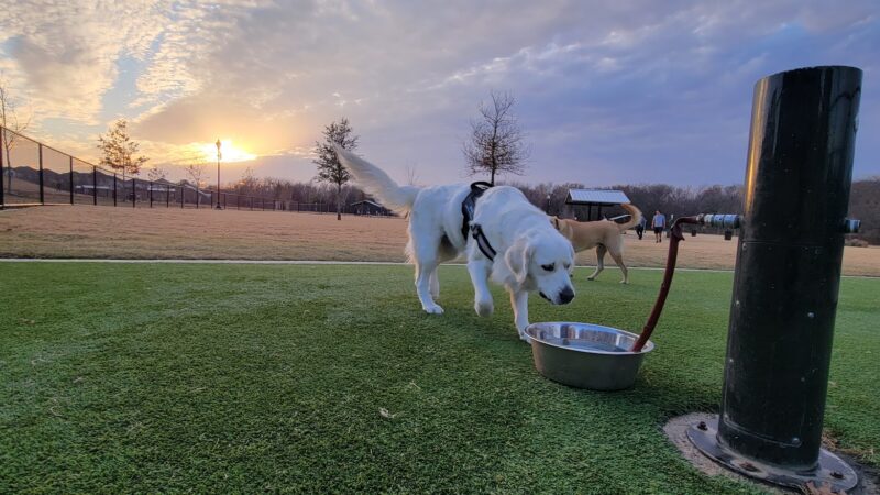 Wood Family Dog Park - Frisco, TX
