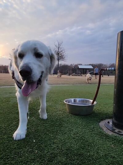 Wood Family Dog Park - Frisco, TX