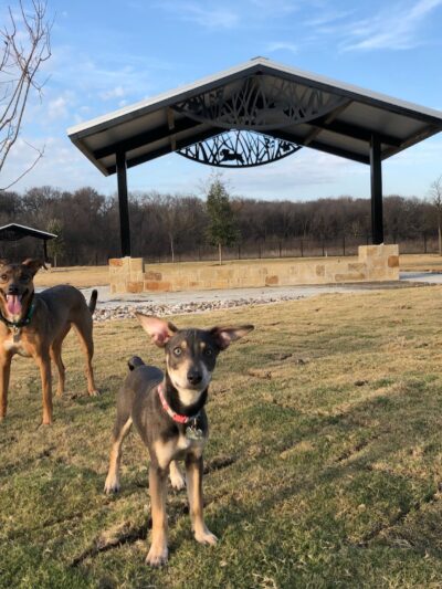 Wood Family Dog Park - Frisco, TX