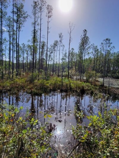 Buck Bay Flatwood Preserve - Gainesville, FL