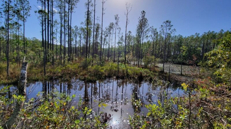 Buck Bay Flatwood Preserve - Gainesville, FL