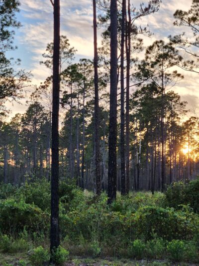 Buck Bay Flatwood Preserve - Gainesville, FL