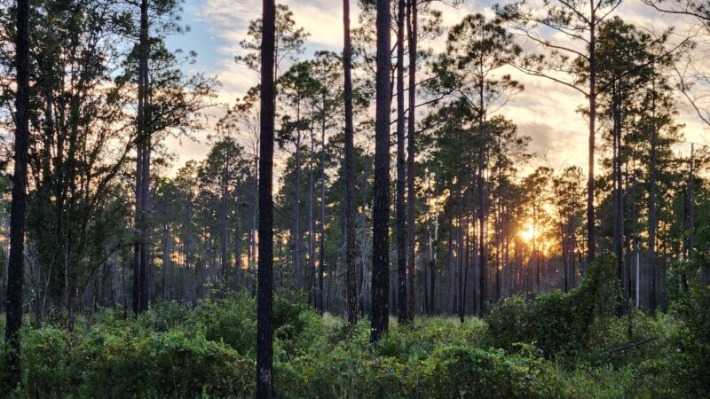 Buck Bay Flatwood Preserve - Gainesville, FL