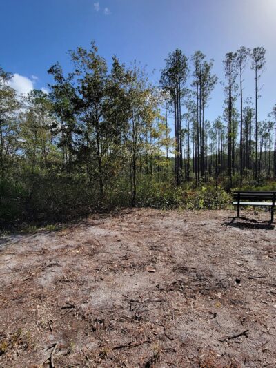 Buck Bay Flatwood Preserve - Gainesville, FL