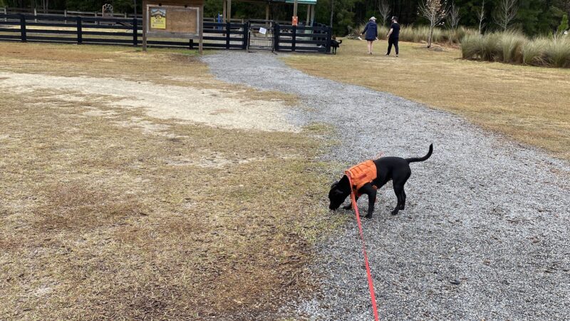 Celebration Pointe Dog Park - Gainesville, FL