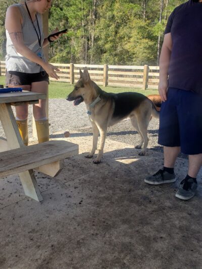 Celebration Pointe Dog Park - Gainesville, FL