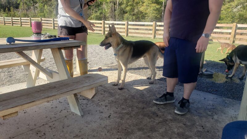 Celebration Pointe Dog Park - Gainesville, FL