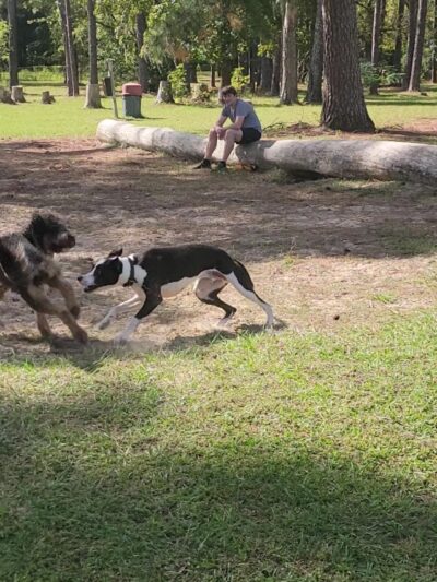 Must Love Dogs Park - Gainesville, FL