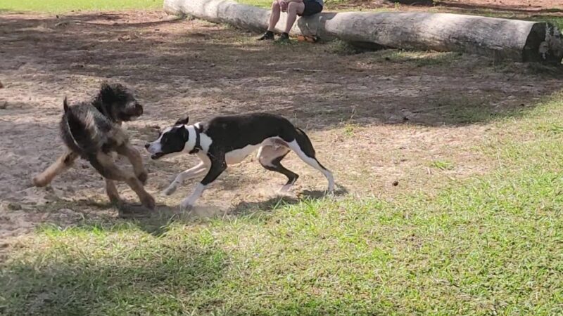 Must Love Dogs Park - Gainesville, FL