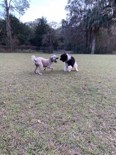 Must Love Dogs Park - Gainesville, FL