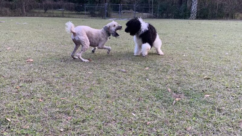 Must Love Dogs Park - Gainesville, FL