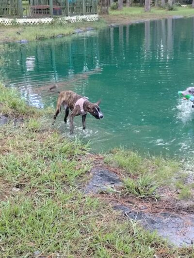 Must Love Dogs Park - Gainesville, FL