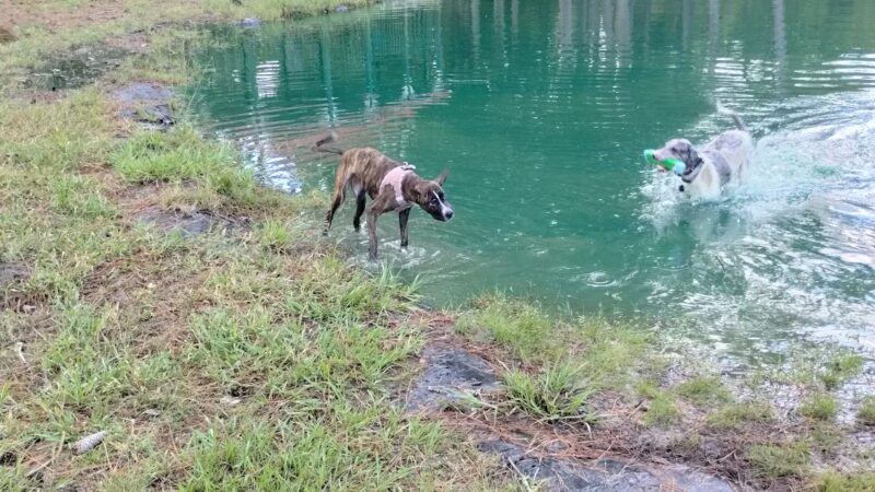 Must Love Dogs Park - Gainesville, FL