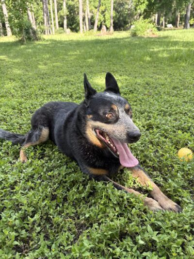 Must Love Dogs Park - Gainesville, FL