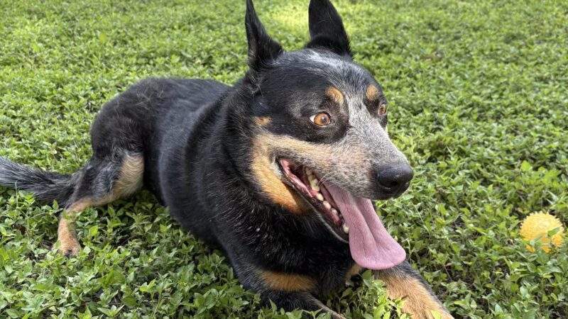 Must Love Dogs Park - Gainesville, FL