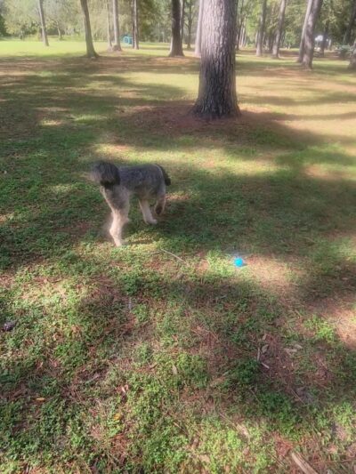 Must Love Dogs Park - Gainesville, FL