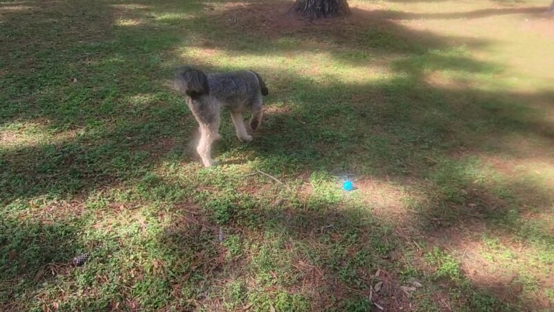 Must Love Dogs Park - Gainesville, FL