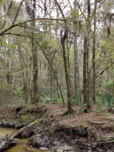 Possum Creek - Gainesville, FL