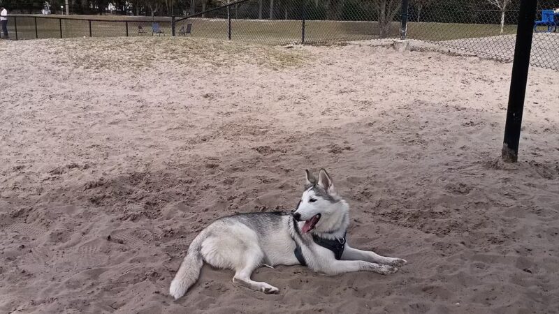Possum Creek Dog Park - Gainesville, FL