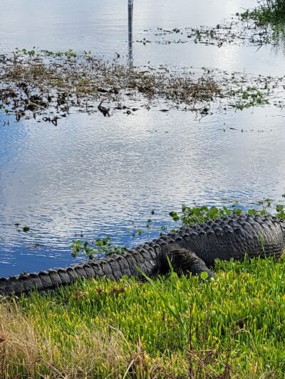 Sweetwater Wetlands Park - Gainesville, FL