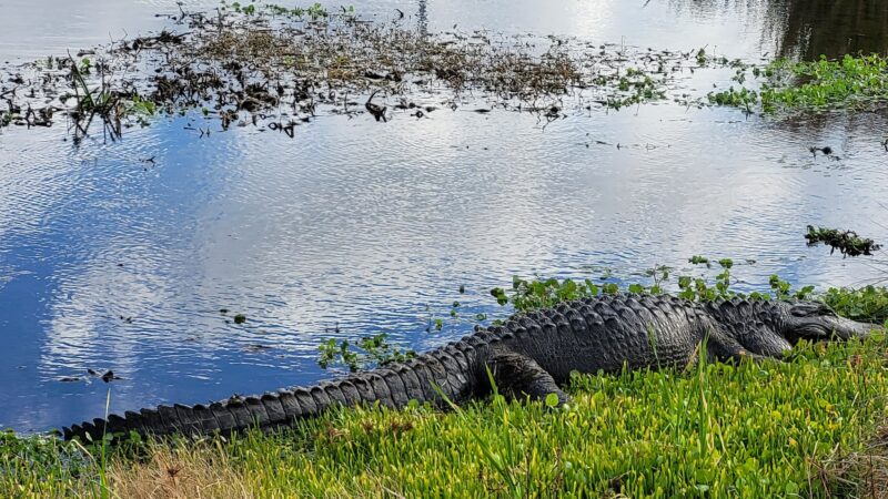 Sweetwater Wetlands Park - Gainesville, FL