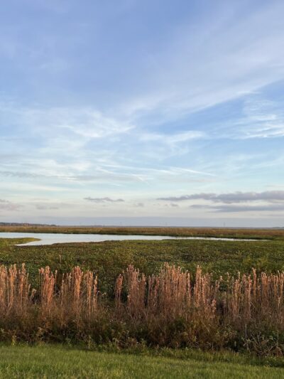 Sweetwater Wetlands Park - Gainesville, FL