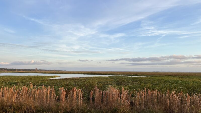 Sweetwater Wetlands Park - Gainesville, FL