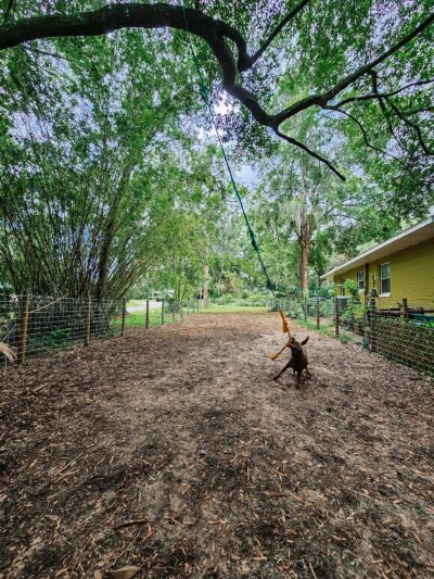 The Zoomie Zone [ BY APPOINTMENT ONLY] - Gainesville, FL