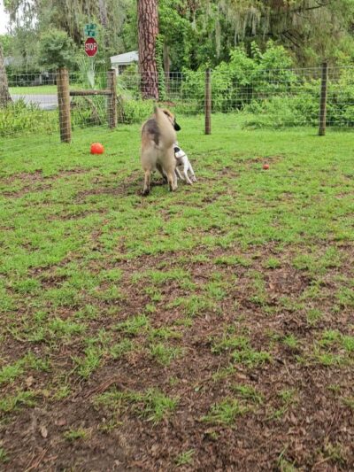 The Zoomie Zone [ BY APPOINTMENT ONLY] - Gainesville, FL