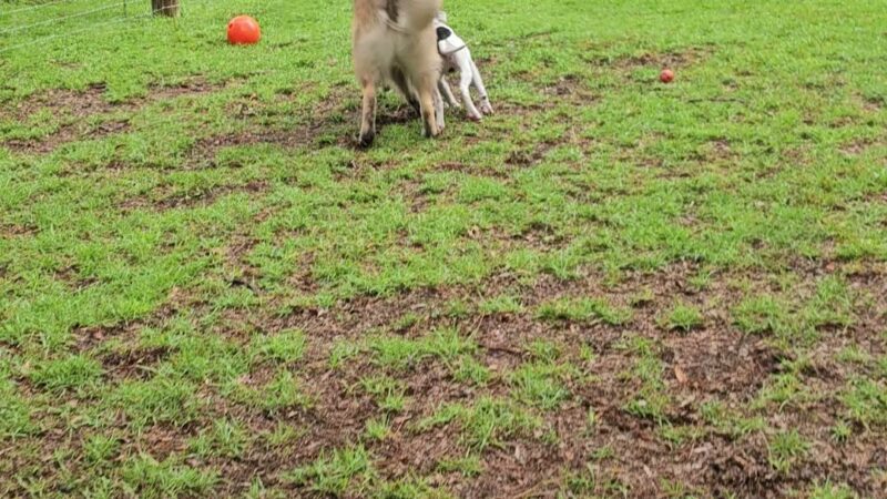 The Zoomie Zone [ BY APPOINTMENT ONLY] - Gainesville, FL