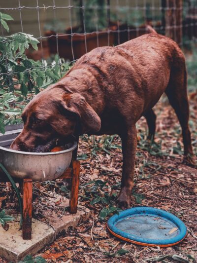 The Zoomie Zone [ BY APPOINTMENT ONLY] - Gainesville, FL