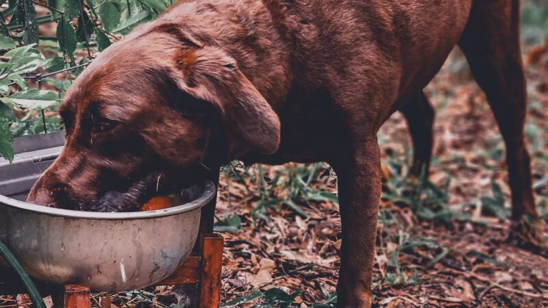 The Zoomie Zone [ BY APPOINTMENT ONLY] - Gainesville, FL