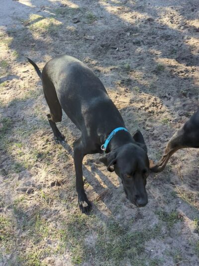 Tom Petty Dog Park - Gainesville, FL