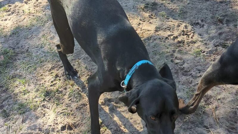 Tom Petty Dog Park - Gainesville, FL