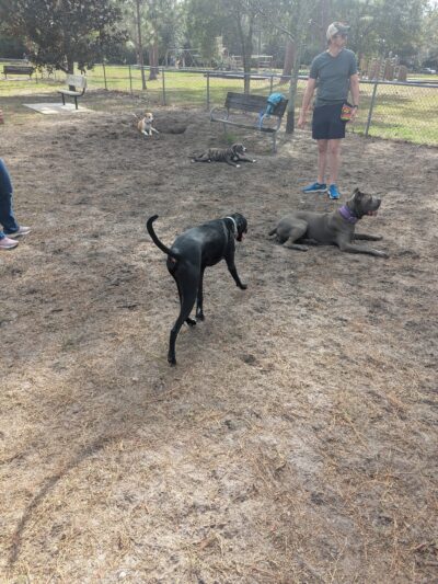 Tom Petty Dog Park - Gainesville, FL