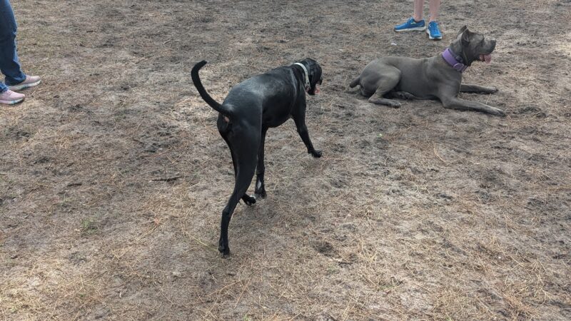 Tom Petty Dog Park - Gainesville, FL
