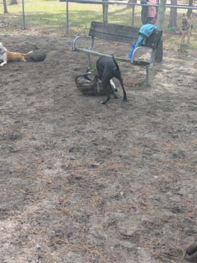 Tom Petty Dog Park - Gainesville, FL