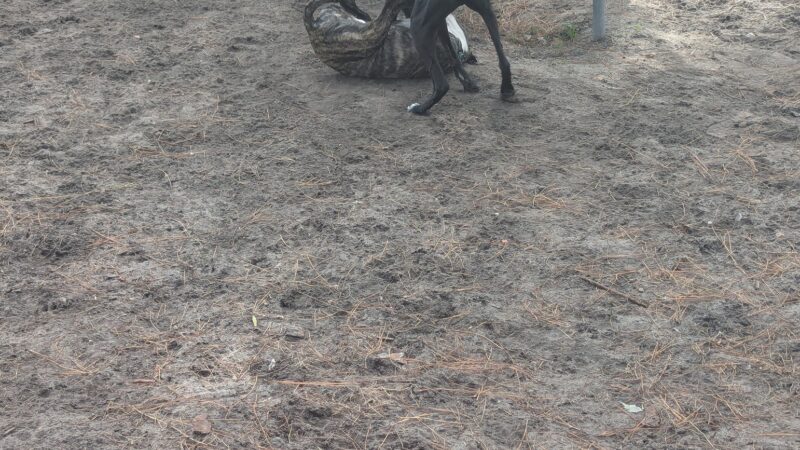 Tom Petty Dog Park - Gainesville, FL