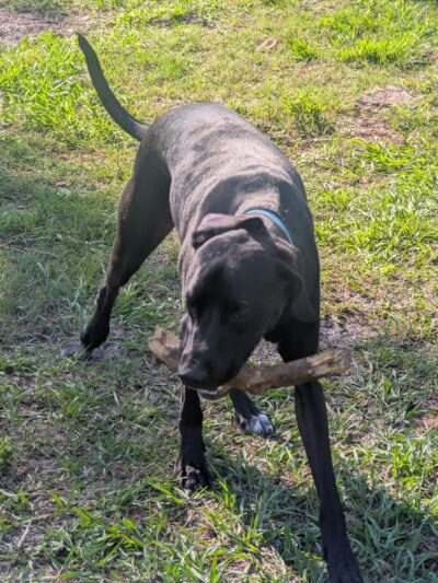 Tom Petty Dog Park - Gainesville, FL