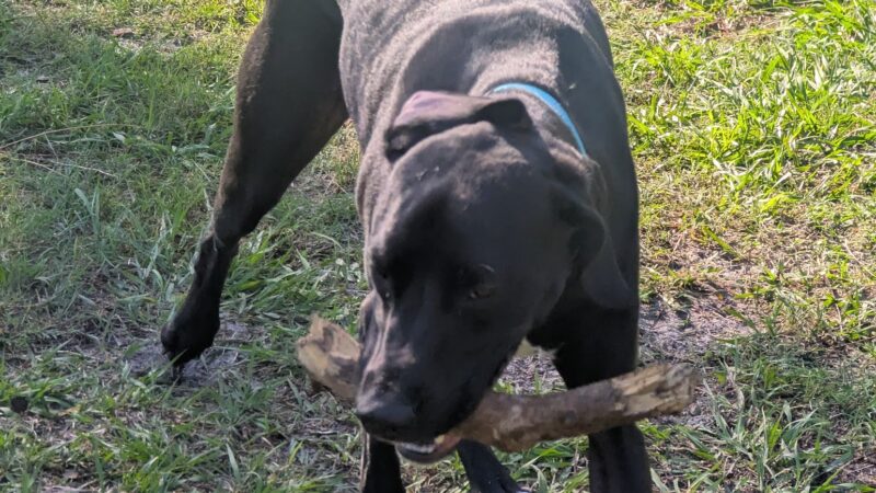 Tom Petty Dog Park - Gainesville, FL